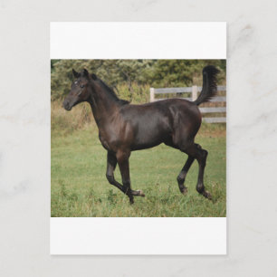 Running-Horse-2 Briefkaart
