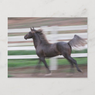 Running Proud Briefkaart