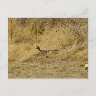 Running Roadrunner-Briefkaart Briefkaart