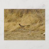 Running Roadrunner-Briefkaart Briefkaart (Voorkant)