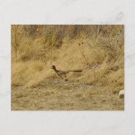 Running Roadrunner-Briefkaart Briefkaart