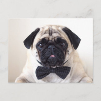 Rupert het Briefkaart Pug