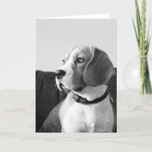 Rupert la carte de voeux blanche de chien Beagle
