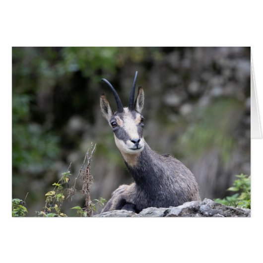 Rupicapra rupicapra (Voorkant Horizontaal)