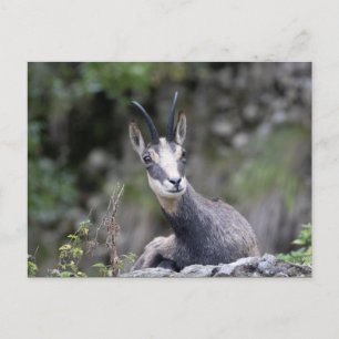 Rupicapra rupicapra briefkaart