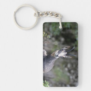 Rupicapra rupicapra sleutelhanger