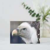 Rüppell's wijnbouw briefkaart (Staand voorkant)