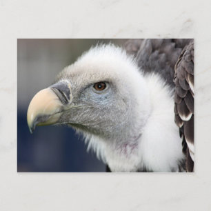 Rüppell's wijnbouw briefkaart