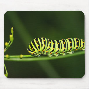 rups, vlinder, zwaluwstaart muismat