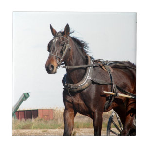 Rural Amish Horse and Buggy Tegeltje