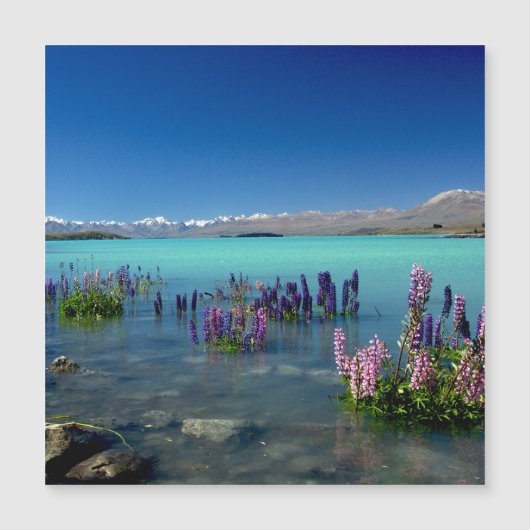 Russell Lupins dans le lac Tekapo, Magnet (Devant)