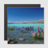 Russell Lupins in Lake Tekapo, Magneet (Voorkant / Achterkant)