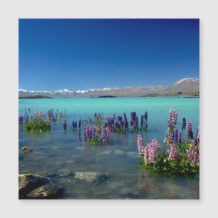Russell Lupins in Lake Tekapo, Magneet
