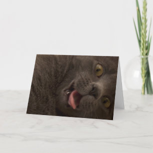 Russian Blue Cat Birthday Kaart Focus for a Cause