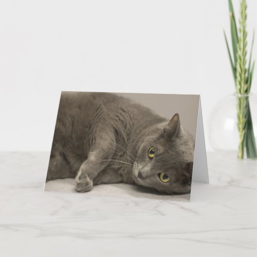 Russian Blue Cat Blank Note Kaart (Voorkant)