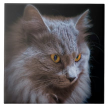 Russisch Blauw Grijs Nebelung Kat Wall Art