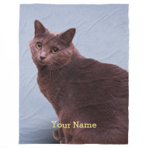 Russisch blauw katje