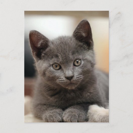 Russisch Blauw Kitten Briefkaart (Voorkant)
