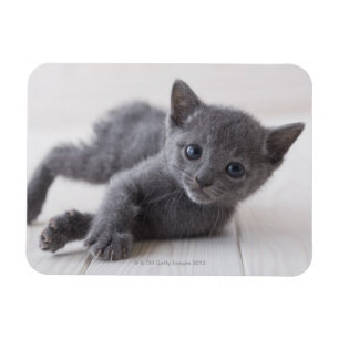 Russisch Blauw Kitten Magneet