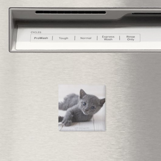 Russisch Blauw Kitten Magneet (Insitu (Vaatwasser))