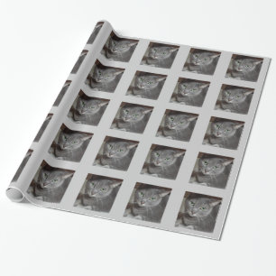 Russische blauwe grijze kat cadeaupapier