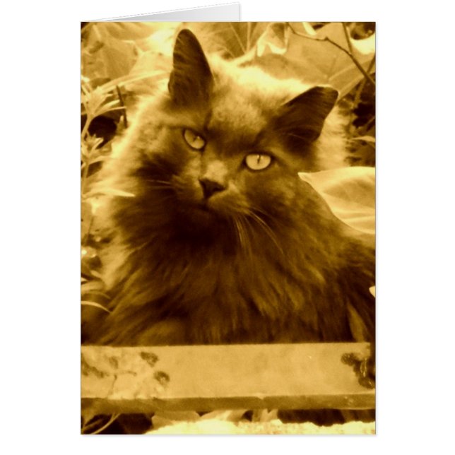  Russische blauwe kat (Voorkant)