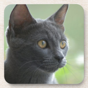 Russische blauwe kat drankjes onderzetter