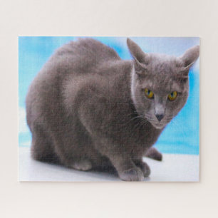 Russische blauwe katten. legpuzzel