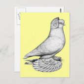 Russische duif briefkaart (Voorkant / Achterkant)