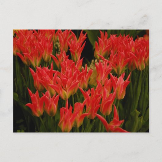 russische Romance Briefkaart (Voorkant)