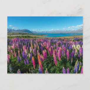 Russle Lupines bij het Tekapomeer   Nieuw-Zeeland Briefkaart