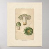 Russula Eetbare paddenstoel Afdrukken Poster (Voorkant)