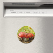 Russula Emetica Magnet (In Situ (Lave-vaisselle))