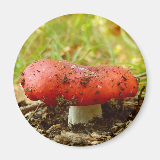 Russula Emetica Magnet (Devant)