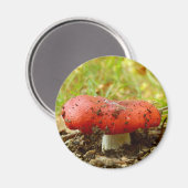 Russula Emetica Magnet Magneet (Voorkant / Achterkant)