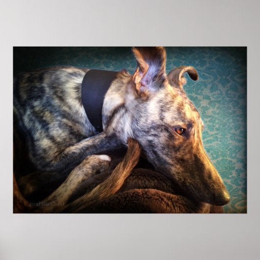 Rust brindled Lurcher Sight Hound Poster (Voorkant)