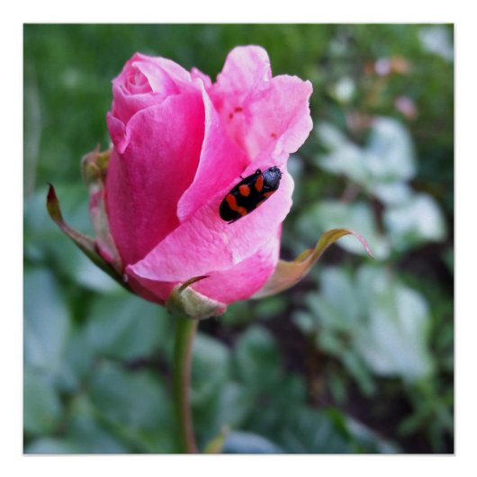 rust op een roos perfect poster (Voorkant)
