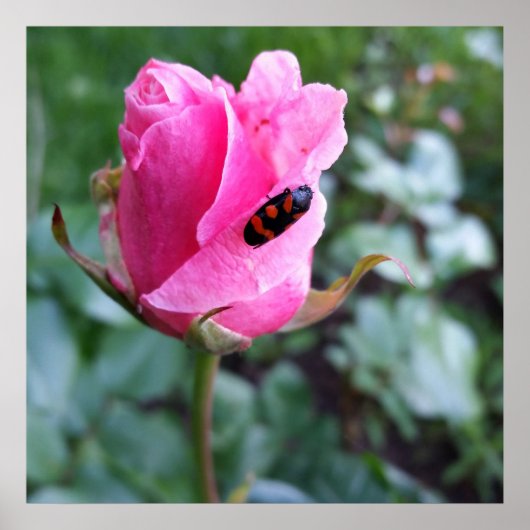 rust op een roos poster (Voorkant)