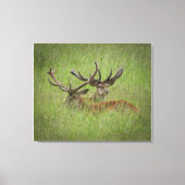 Rust Red Deer in Tall Grass Canvas Afdruk (Voorkant)