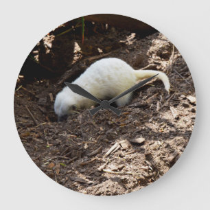 Rusteloze honger: Witte meerkat graven voor een ma Grote Klok