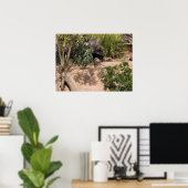 Rustende Meerkats in natuurlijke habitat Poster (Thuiskantoor)