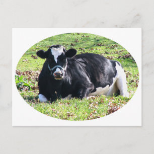 Rustende melkkoe cirkel witte achtergrond briefkaart