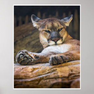 Rustende poema wildlife natuur fotografieprint  poster