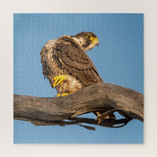 Rustende valk Wilde dieren - Roofvogel Kunstprint Legpuzzel (Verticaal)