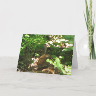 rustfawn kaart