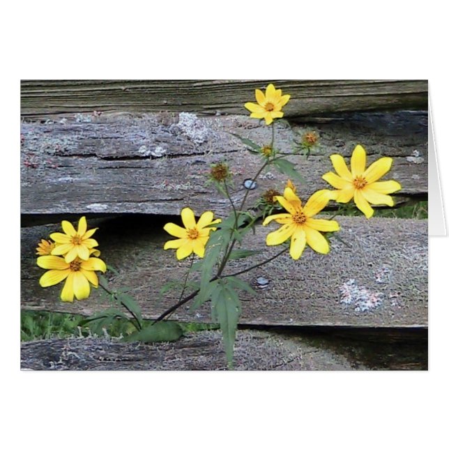 Rustic Daisy Kaart (Voorkant Horizontaal)