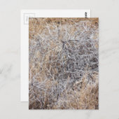 Rustic Dry Tumbleweed Briefkaart (Voorkant / Achterkant)