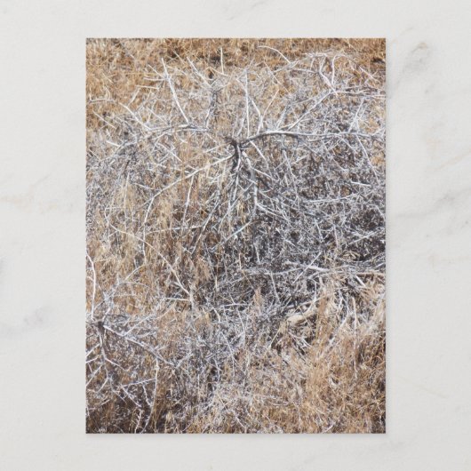 Rustic Dry Tumbleweed Briefkaart (Voorkant)