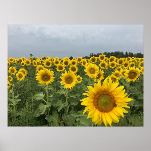 Rustic Sunflower Field Harvest Poster (Voorkant)