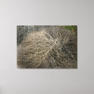 Rustic Tumbleweed Wrapped Canvas Art Afdruk